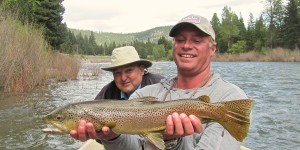 Brownie on the Blackfoot