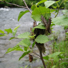 salmonfly